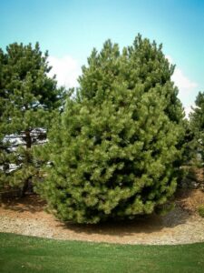 Сосна Чёрная (Pinus Nigra) купить по цене от 270.00р. в интернет-магазине «Посадика» с доставкой почтой в в Интае и по всей России – [изображение №1].