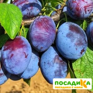 Слива Чачакская ранняя купить по цене от 229.00р. в интернет-магазине «Посадика» с доставкой почтой в в Интае и по всей России – [изображение №1].