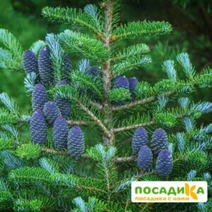 Пихта корейская (Abies koreana) купить по цене от 450.00р. в интернет-магазине «Посадика» с доставкой почтой в в Интае и по всей России – [изображение №1].