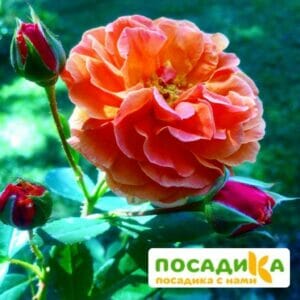 Роза Арабия купить по цене от 350.00р. в интернет-магазине «Посадика» с доставкой почтой в в Интае и по всей России – [изображение №1].