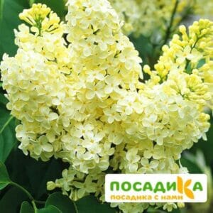 Сирень Примроуз (Primrose) купить по цене от 529.00р. в интернет-магазине «Посадика» с доставкой почтой в в Интае и по всей России – [изображение №1].