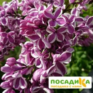 Сирень Сенсация купить по цене от 529.00р. в интернет-магазине «Посадика» с доставкой почтой в в Интае и по всей России – [изображение №1].