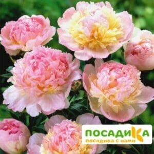 Пион Распберри Сандей (Paeonia Raspberry Sundae) купить по цене от 959р. в интернет-магазине «Посадика» с доставкой почтой в в Интае и по всей России – [изображение №1].