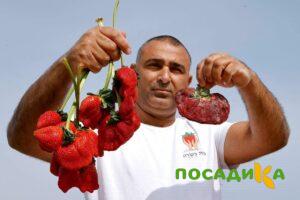 Клубника Гигант Джорнея купить по цене от 266р. в интернет-магазине «Посадика» с доставкой почтой в в Интае и по всей России – [изображение №1].
