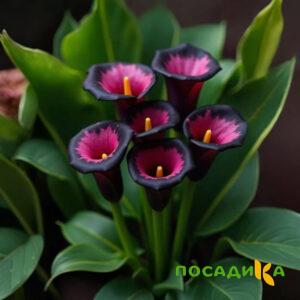 Калла Аура Лейс купить по цене от 400р. в интернет-магазине «Посадика» с доставкой почтой в в Интае и по всей России – [изображение №1].