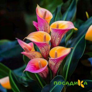Калла Оникс купить по цене от 450р. в интернет-магазине «Посадика» с доставкой почтой в в Интае и по всей России – [изображение №1].