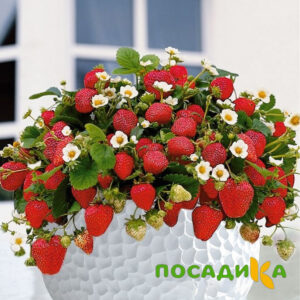 Клубника Рубиновый Шепот (горшечная) купить по цене от 240р. в интернет-магазине «Посадика» с доставкой почтой в в Интае и по всей России – [изображение №1].