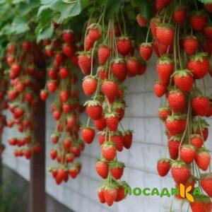 Клубника вьющаяся Комплимент купить по цене от 470р. в интернет-магазине «Посадика» с доставкой почтой в в Интае и по всей России – [изображение №1].