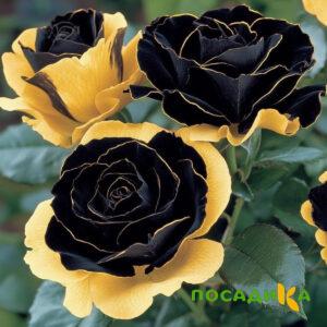 Роза Ханни Сикл купить по цене от 700р. в интернет-магазине «Посадика» с доставкой почтой в в Интае и по всей России – [изображение №1].