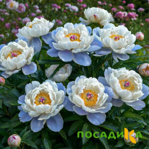 Пион акварельный Этюд купить по цене от 806р. в интернет-магазине «Посадика» с доставкой почтой в в Интае и по всей России – [изображение №1].
