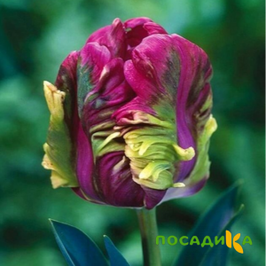 Тюльпан Экзотик Хэвен купить по цене от 186р. в интернет-магазине «Посадика» с доставкой почтой в в Интае и по всей России – [изображение №1].